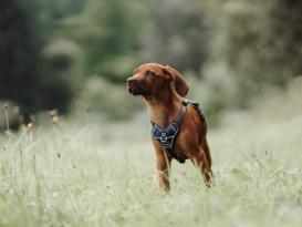 Hunter Hundegeschirr Divo blau/grau S 7
