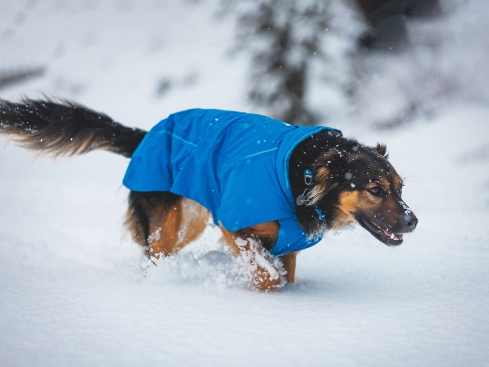 Ruffwear Vert Winter-Hundejacke Blue Pool