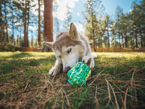 Ruffwear  FUNgi Toy Morel™ Hundespielzeug