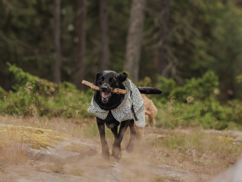 Paikka reflektierender Hunde-Regenmantel 2.0