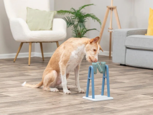Dog Activity Turn Around Strategiespiel für Hunde