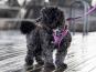 Dog Copenhagen Comfort Walk Go Hundegeschirr purple passion 7