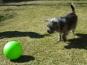 Treibball für Hunde 20 cm 7