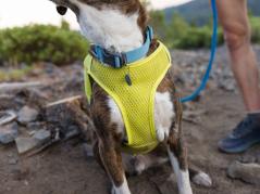 Ruffwear Trail Runner™ Hunde-Laufweste Lichen Green 8