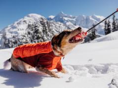 Ruffwear Powder Hound™ Winterjacke für Hunde Persimmon Orange 8