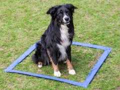 Dog Agility Wunsch-Parcours 8