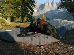 Outchair Comforter Infrarot Heizdecke für Hunde 8