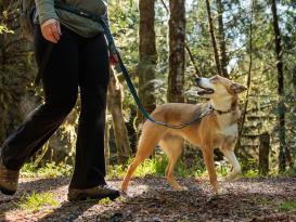 Ruffwear Roamer™ Bungee dehnbare Hundeleine Orion Blue M (1,7 - 2,1 m) 8