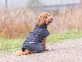 Hunde-Wintermantel Brizon schwarz 8