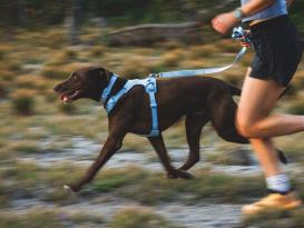 Ruffwear Front Range Flex Hundegeschirr Polar Blue 8