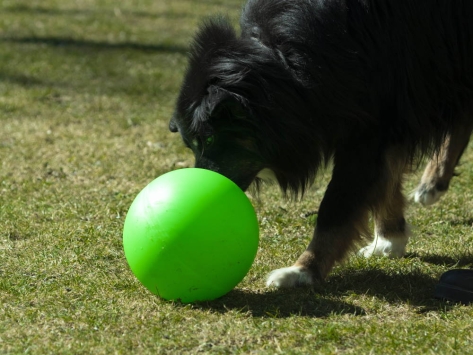 Treibball für Hunde 20 cm