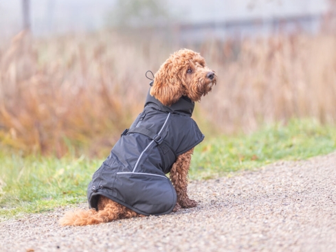 Hunde-Wintermantel Brizon schwarz