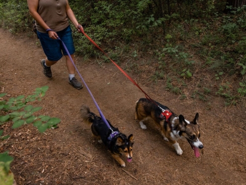 Ruffwear Front Range™ 2.0 Hundeleine Purple Sage