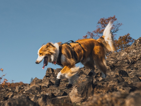 Ruffwear Ridgeline™ Hundeschuhe Obsidian Black