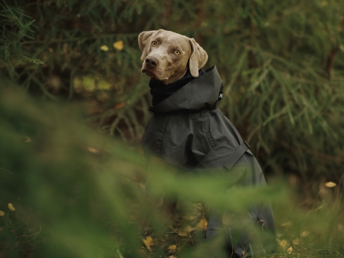Paikka Visibility reflektierender Hunde-Regenmantel Seawool™ dark