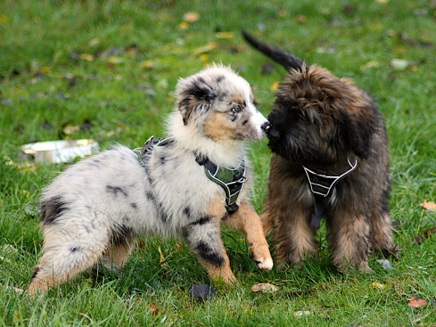 Hunter Hundegeschirr Divo violett/grau