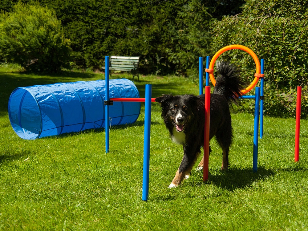 dårligt kolbøtte Smidighed Dog Agility Set Champion K2 | Hundeshop.de