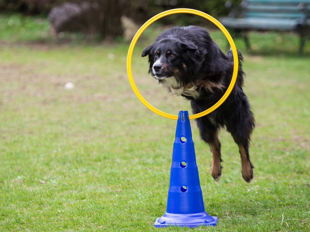 Dog Agility Sprungring mit Stand-Pylone 
