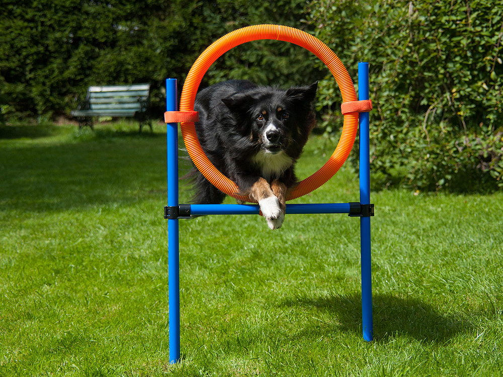 Dog Agility Champion Sprungring 50 cm 