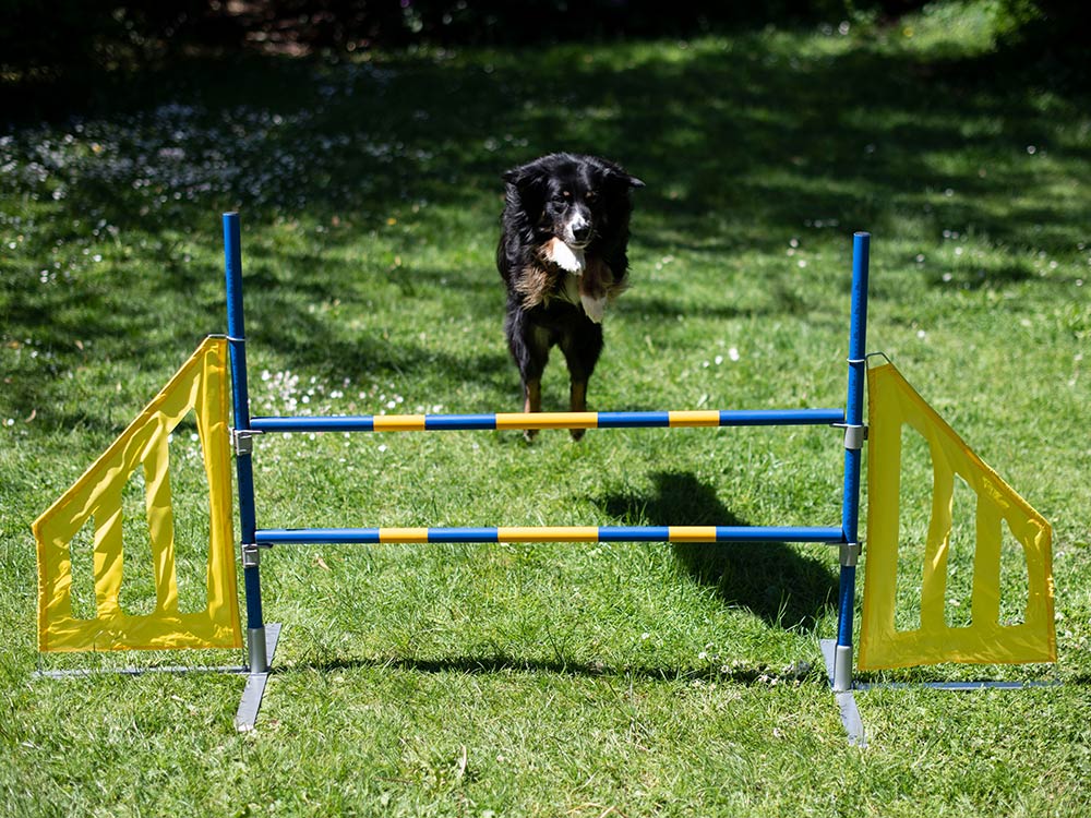 Cawila Multischeiben-Hürden-Set Training Agility 00930139 auch zum Hunde Sport 