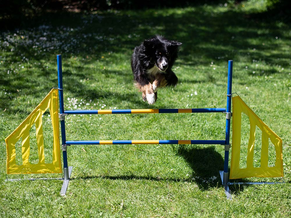 Cawila Hürden-Set mit Multischeiben 00930139 Agylity Training auch Hunde Sport 